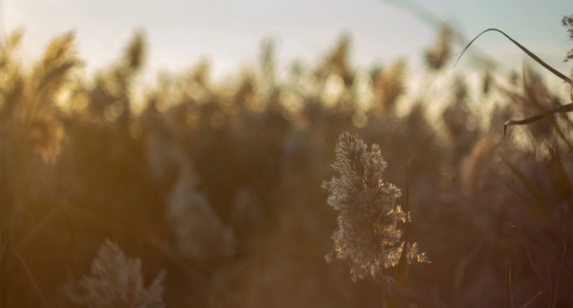 Dakova Health — mental health and wellness care